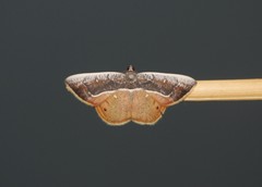 Opisthoxia