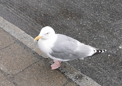 Larus argentatus