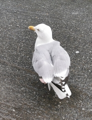 Larus argentatus