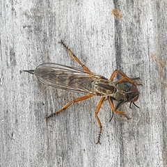 Neomochtherus pallipes