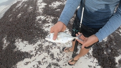 Caranx sexfasciatus
