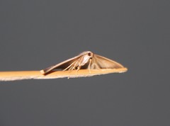 Opisthoxia