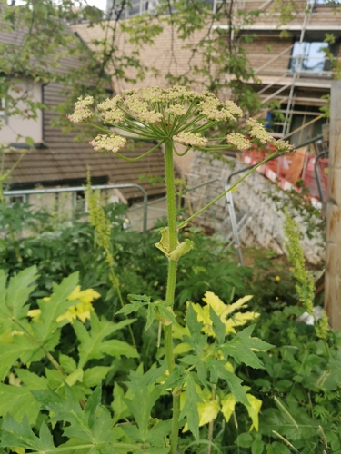 Image of Heracleum persicum by (c) Thor-Rune Hansen, some rights reserved (CC BY-SA)