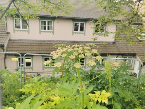 Image of Heracleum persicum by (c) Thor-Rune Hansen, some rights reserved (CC BY-SA)