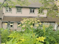 Heracleum mantegazzianum