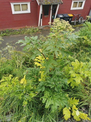 Image of Heracleum persicum by (c) Thor-Rune Hansen, some rights reserved (CC BY-SA)