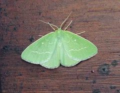 Thetidia smaragdaria
