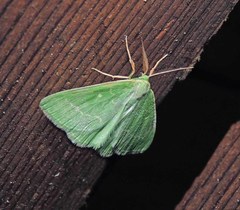 Thetidia smaragdaria