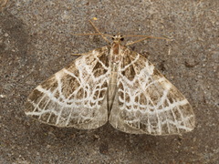 Eustroma reticulata