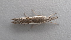 Platytes alpinella