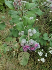 Arctium tomentosum