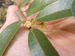 Litsea glaucescens