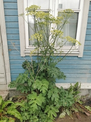 Heracleum mantegazzianum