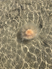 Semaeostomeae