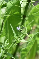 Veronica scutellata