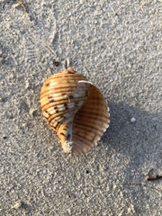 Tonna variegata