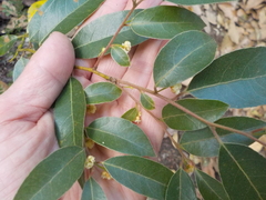 Litsea glaucescens