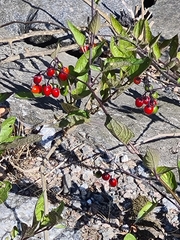 Solanum dulcamara