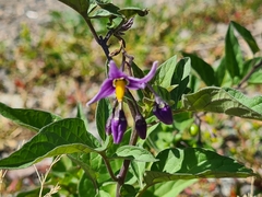 Solanum dulcamara