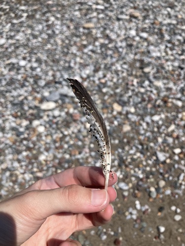 Plume de Puffin de Scopoli