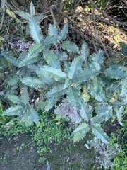 Olearia × macrodonta