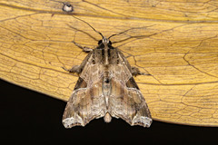 Callopistria floridensis