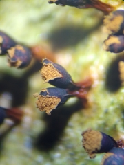 Trichia botrytis