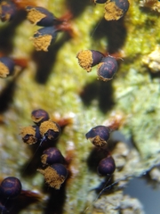 Trichia botrytis