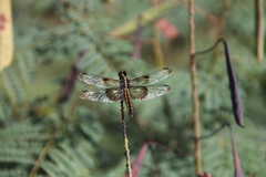Libellula luctuosa