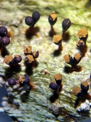 Trichia botrytis