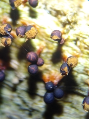 Trichia botrytis