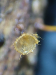 Trichia crateriformis