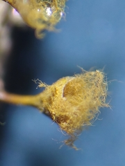 Trichia crateriformis