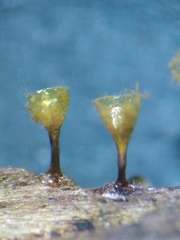 Trichia crateriformis