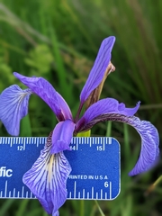 Iris prismatica