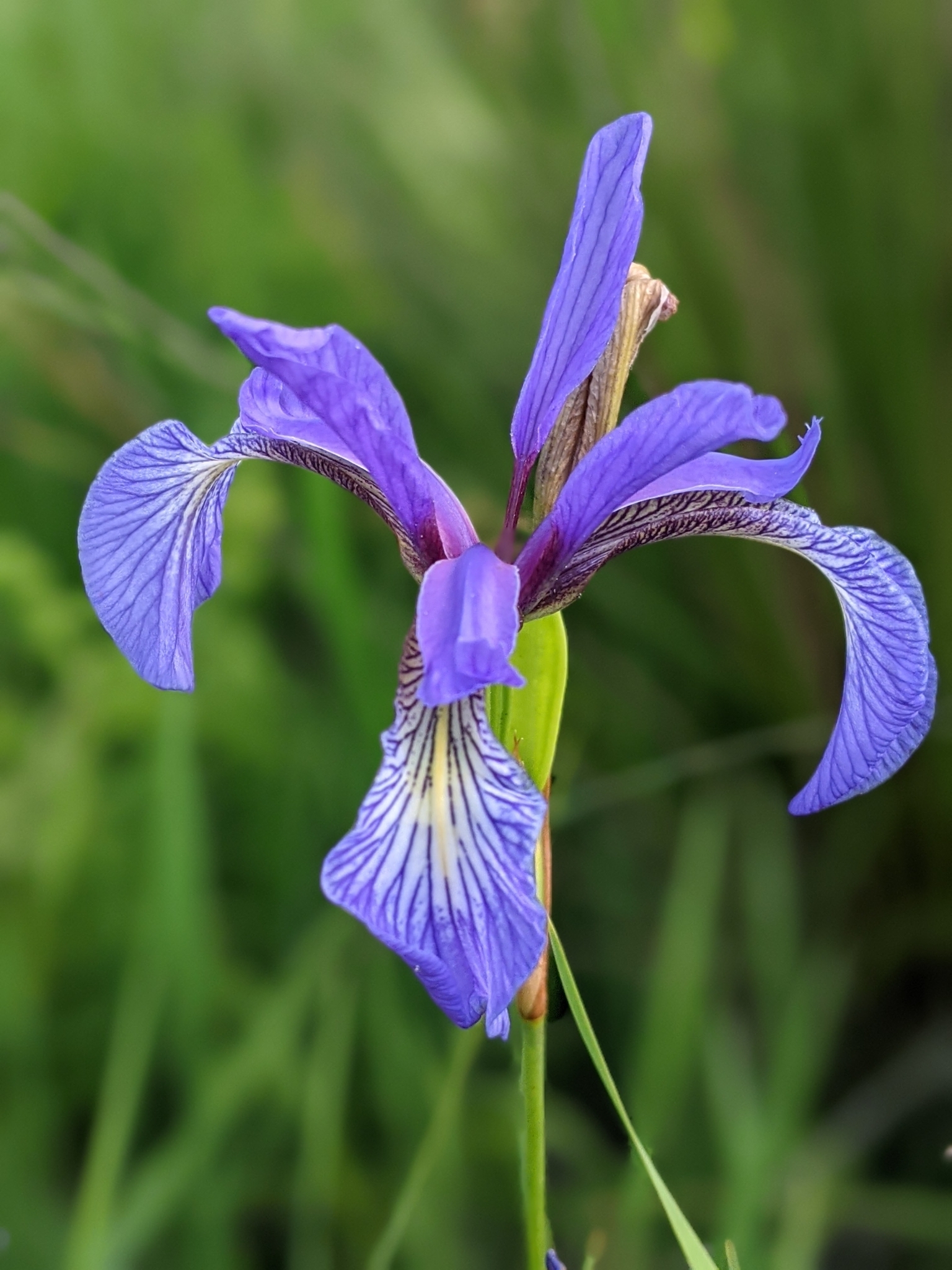 Iris prismatica
