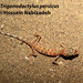 Trigonodactylus persicus - Photo (c) hossein_nabizadeh, μερικά δικαιώματα διατηρούνται (CC BY-NC)