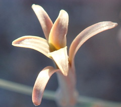Dipcadi brevifolium
