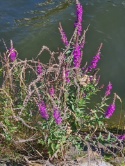 Lythrum salicaria