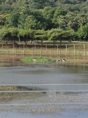 Himantopus himantopus