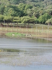 Himantopus himantopus