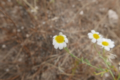 Cladanthus mixtus