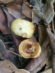 Blumeodendron tokbrai