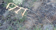 Dipcadi brevifolium