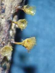 Trichia crateriformis