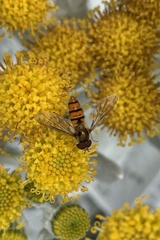 Episyrphus balteatus