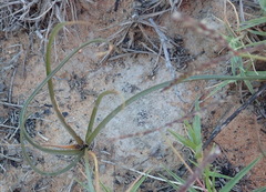Dipcadi brevifolium