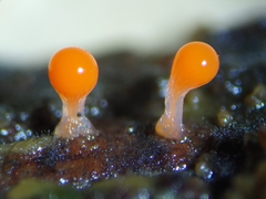 Trichia crateriformis