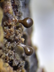 Trichia crateriformis