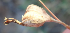 Dipcadi brevifolium